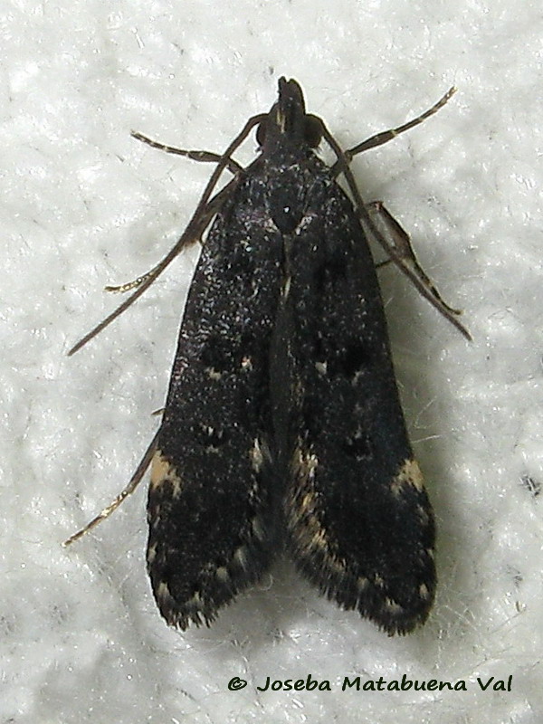 Dichomeris alacella - Gelechiidae ??